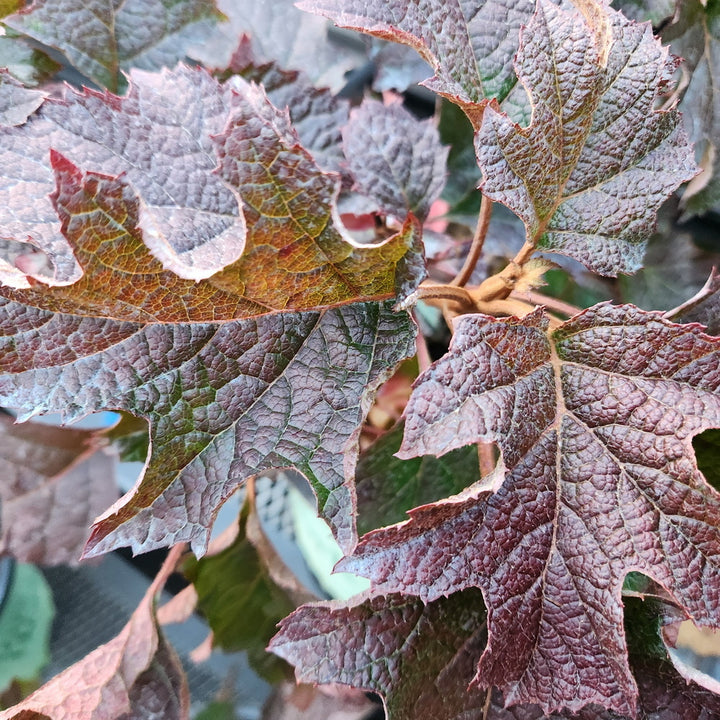 Ruby Slippers Oakleaf Hydrangea
