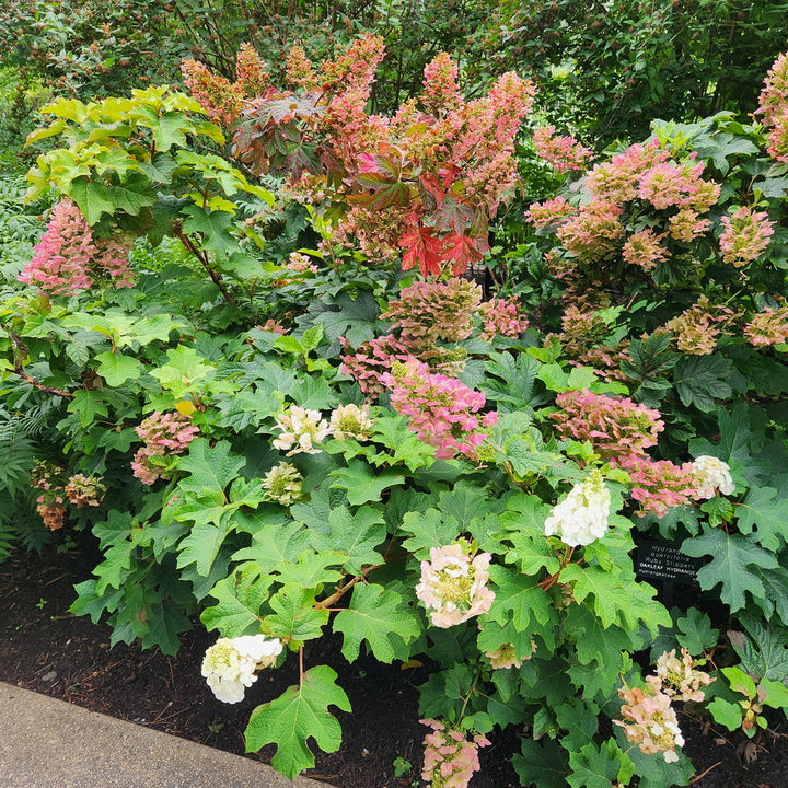 Ruby Slippers Oakleaf Hydrangea