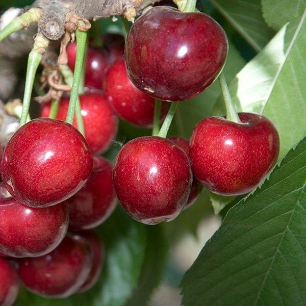 Regina Cherry