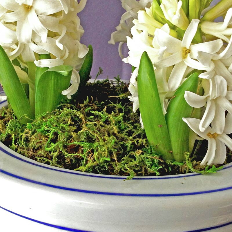 Mountain Moss Preserved