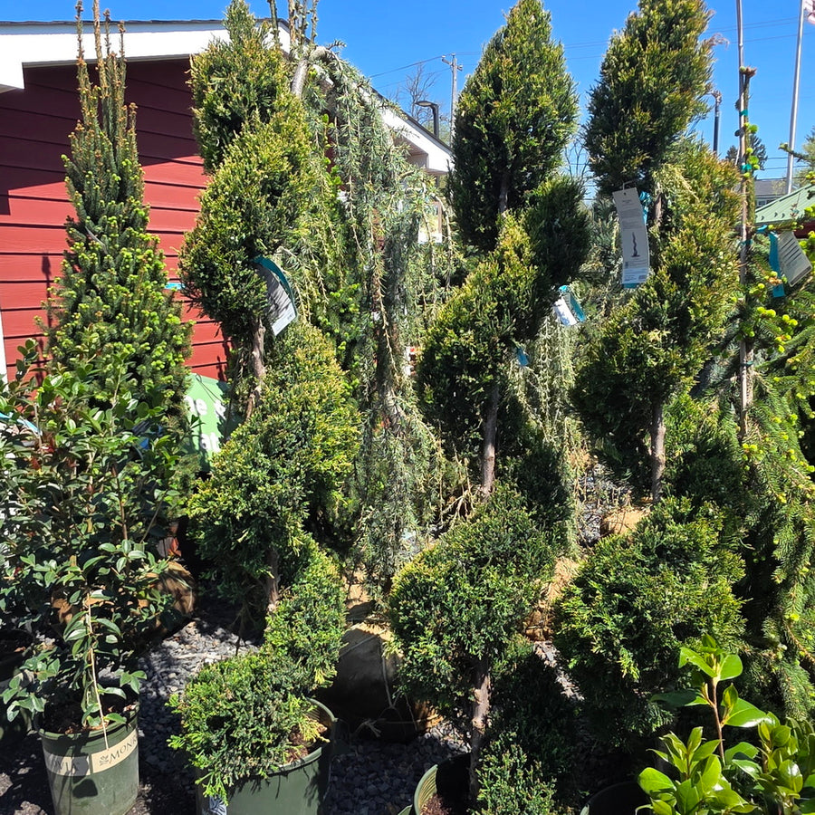 Green Columnar Juniper - Spiral