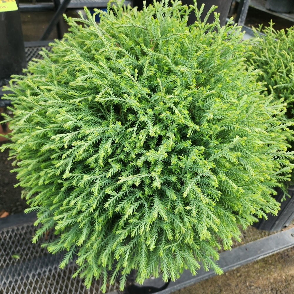 Mr. Bowling Ball® Arborvitae