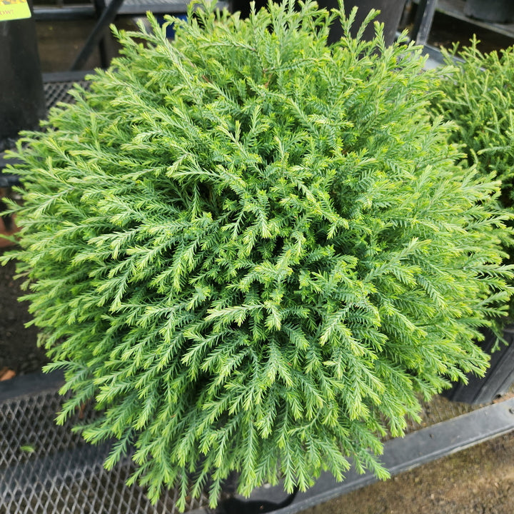 Mr. Bowling Ball® Arborvitae