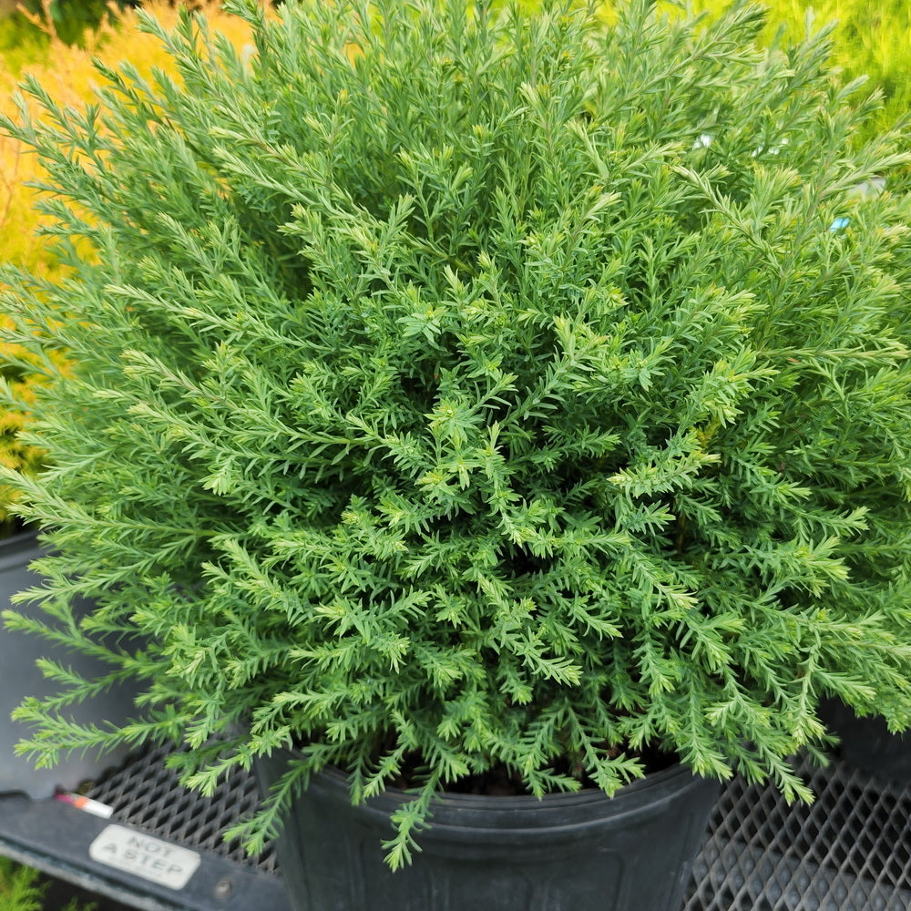 Mr. Bowling Ball® Arborvitae