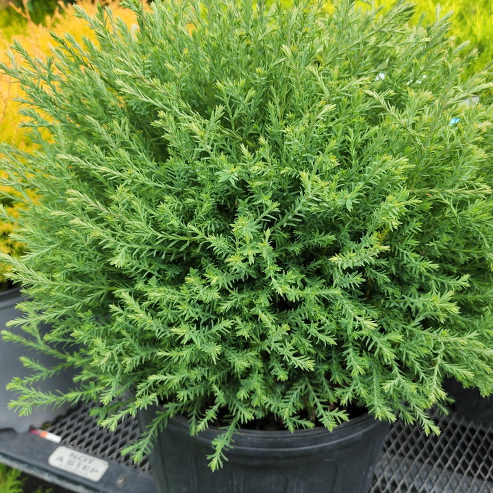 Mr. Bowling Ball® Arborvitae