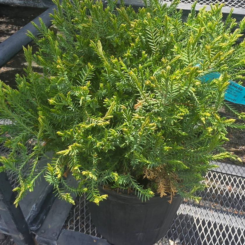 Mr. Bowling Ball® Arborvitae 2 Gallon Container
