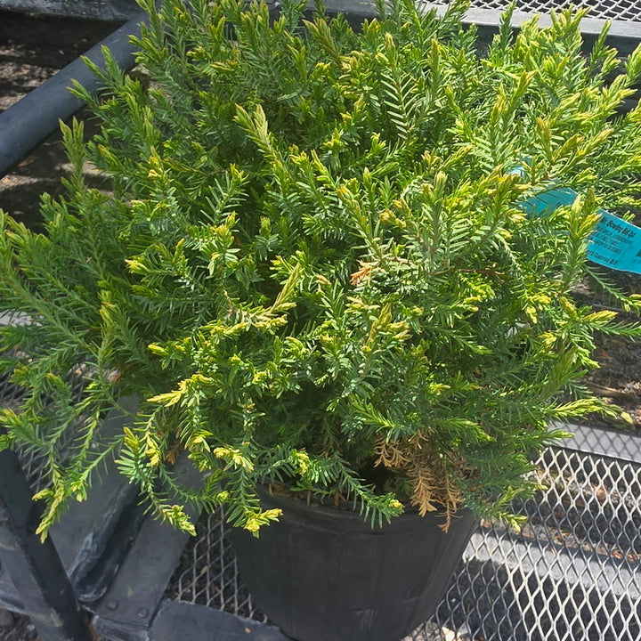 Mr. Bowling Ball® Arborvitae 2 Gallon Container
