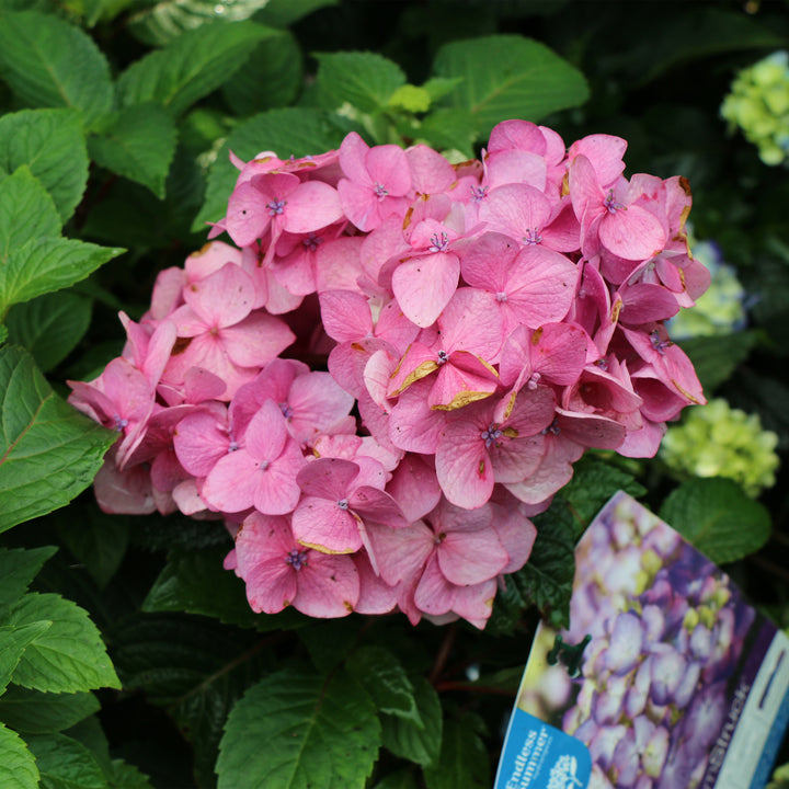 Endless Summer® Bloomstruck® Hydrangea