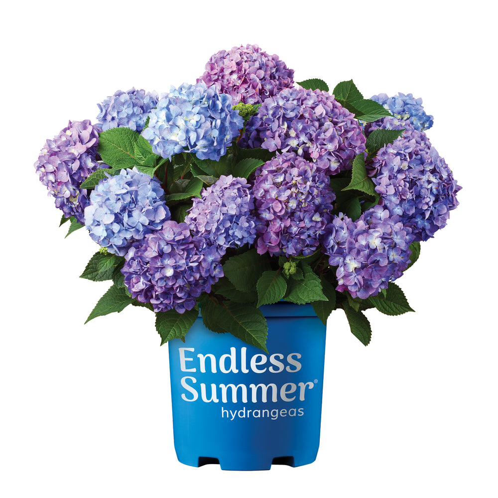 Endless Summer® Bloomstruck® Hydrangea