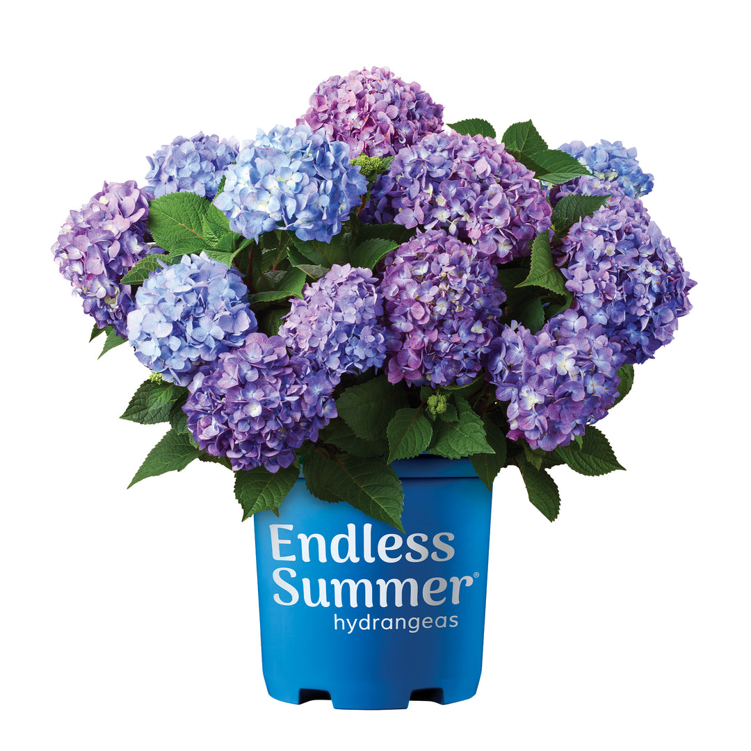 Endless Summer® Bloomstruck® Hydrangea