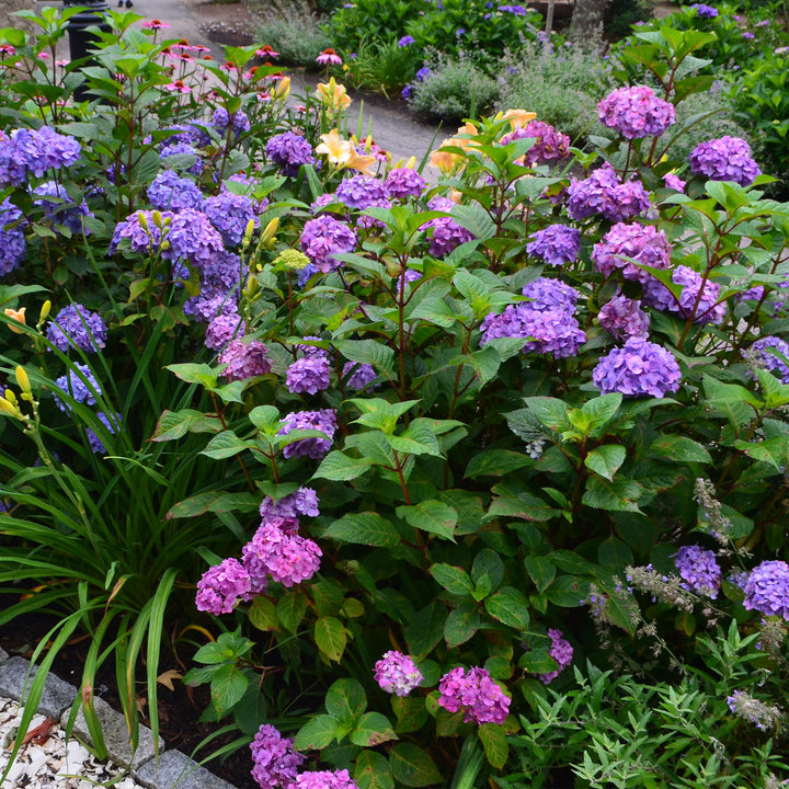 Endless Summer® Bloomstruck® Hydrangea