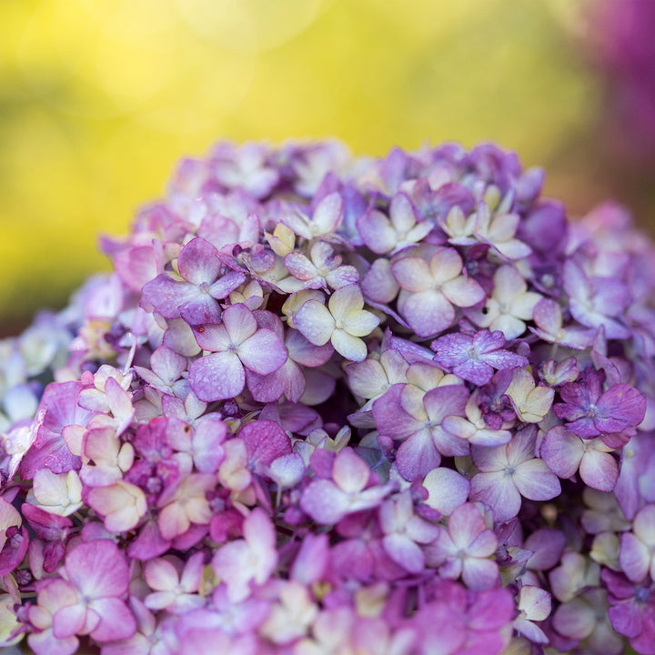 Endless Summer® Bloomstruck® Hydrangea