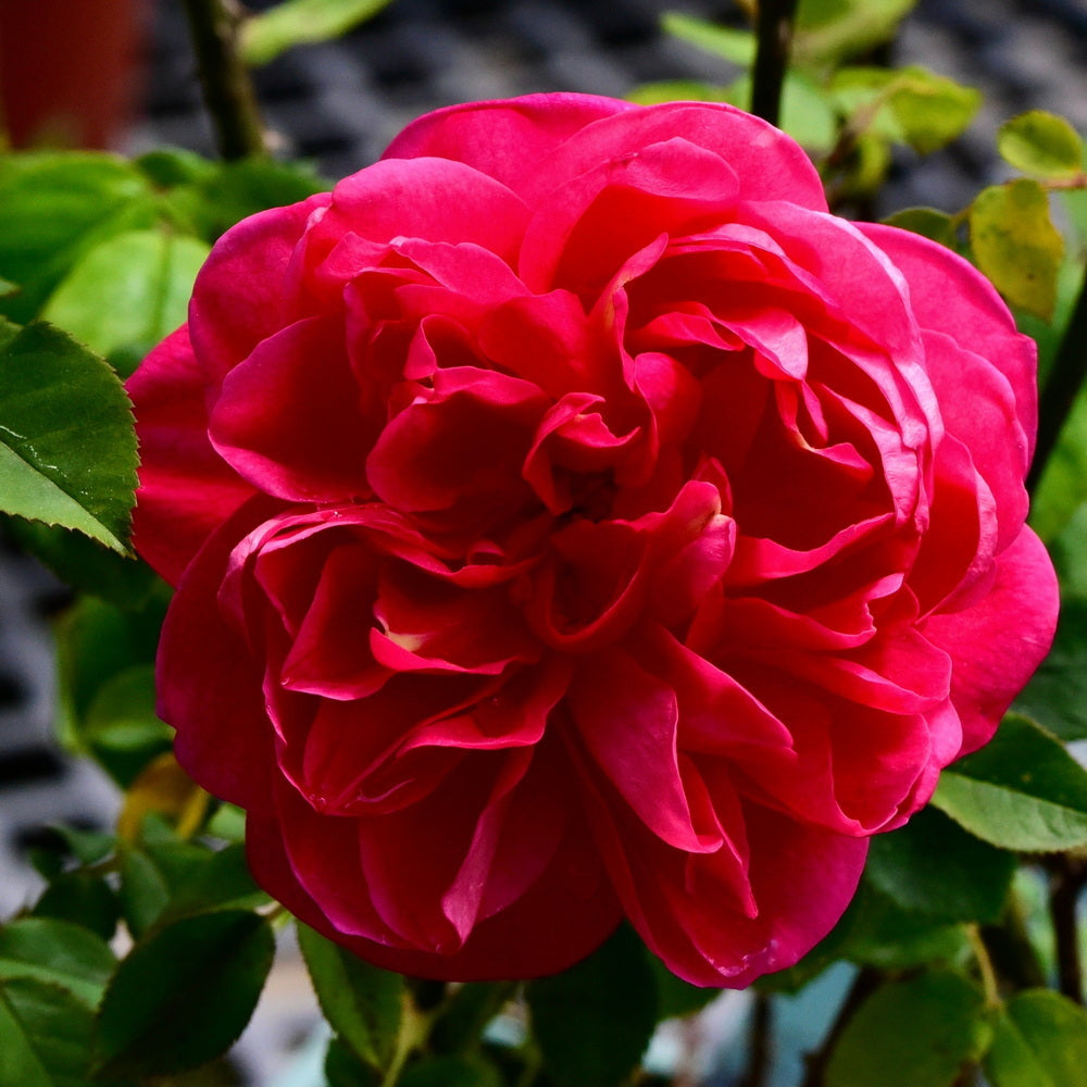 April Tryst Camellia