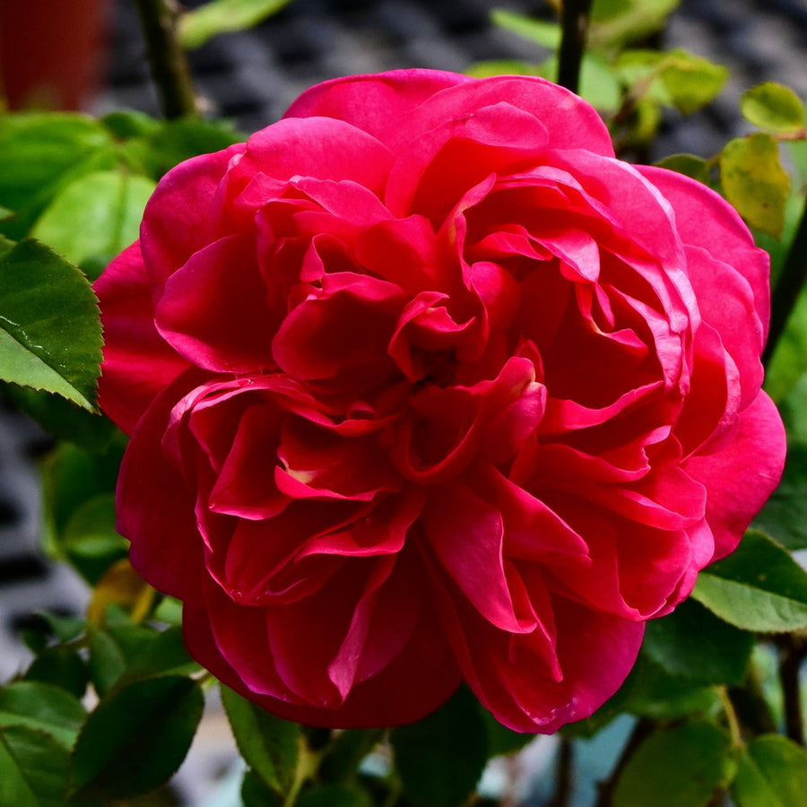 April Tryst Camellia