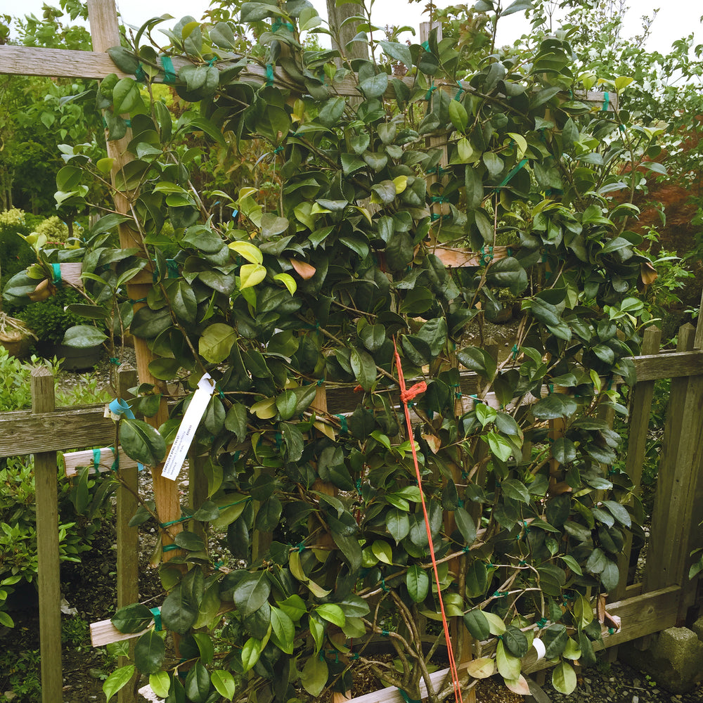 April Tryst Camellia