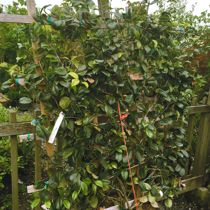 April Tryst Camellia
