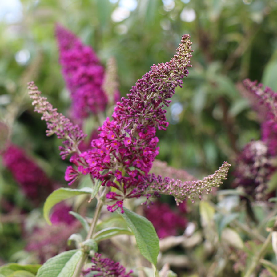 CranRazz™ Butterfly Bush