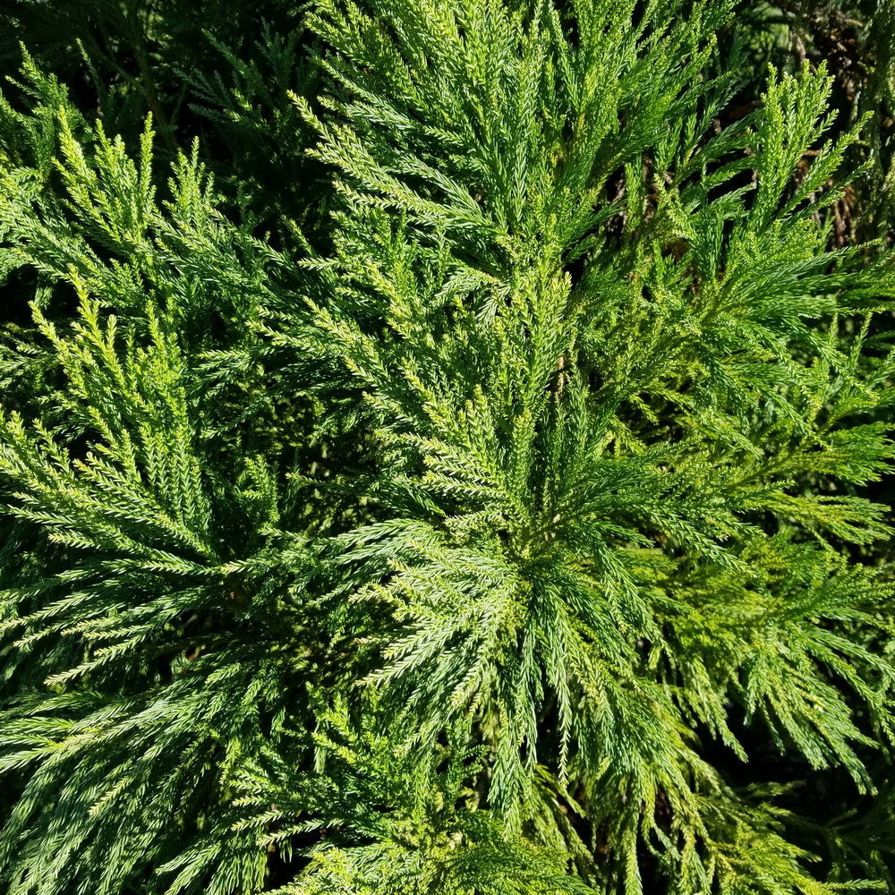 Yoshino Japanese Cedar – Gasper Home & Garden