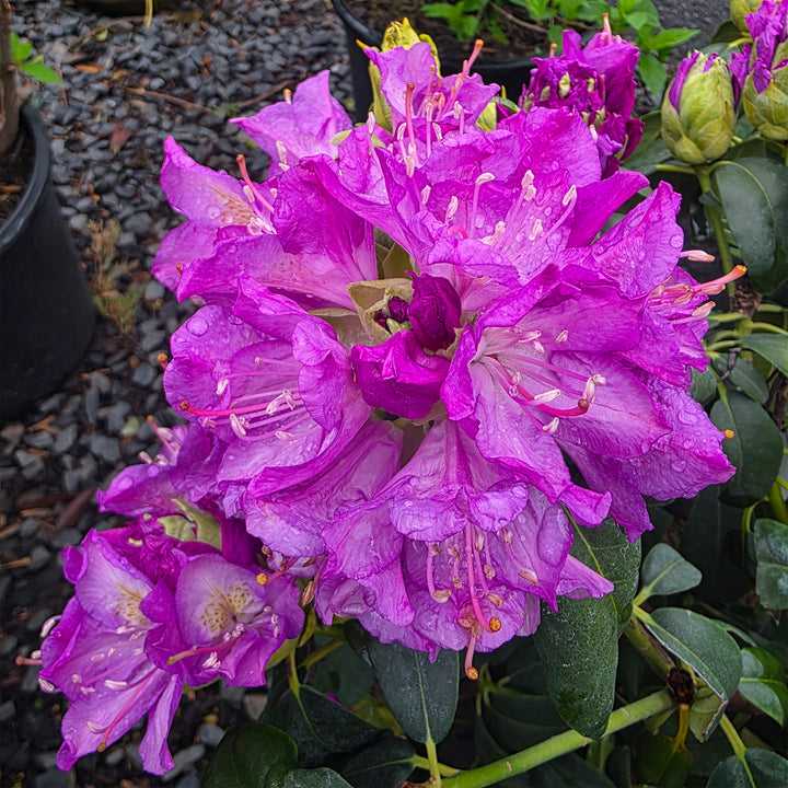 Purpureum Elegans Rhododendron
