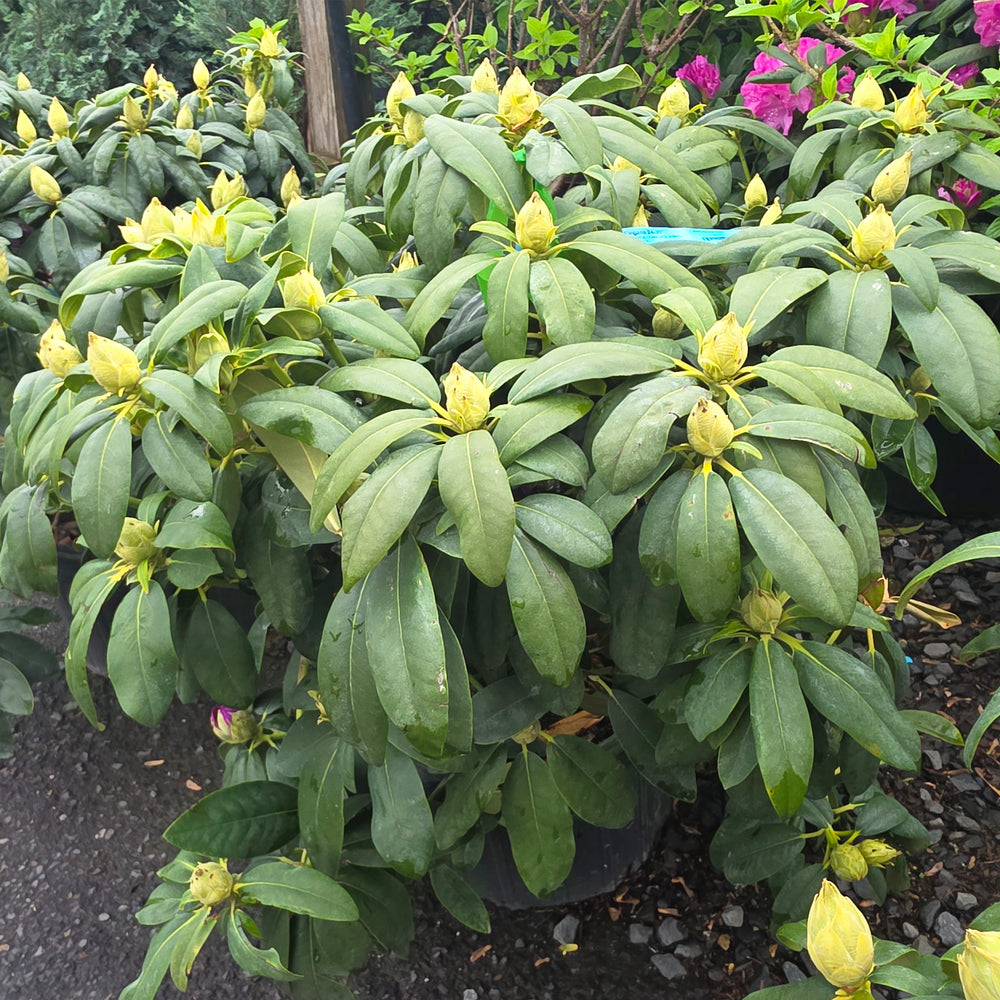 Purpureum Elegans Rhododendron