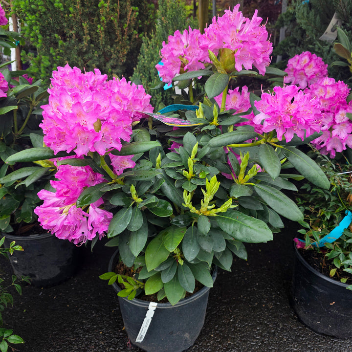 Purpureum Elegans Rhododendron