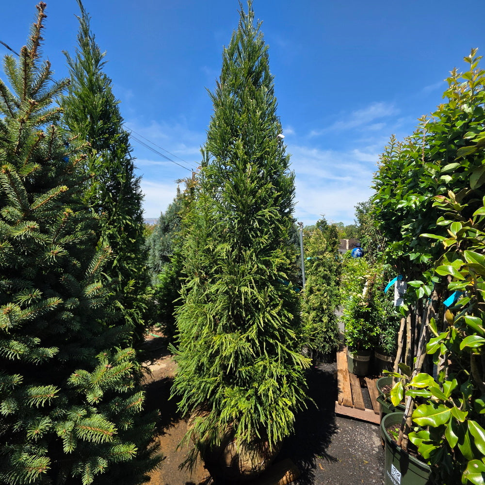 Yoshino Japanese Cedar – Gasper Home & Garden