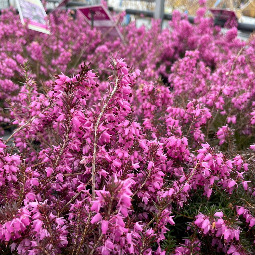 Mediterranean Pink Winter Heath