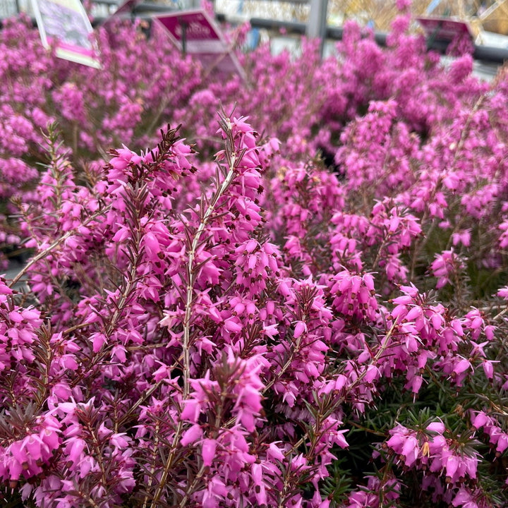 Mediterranean Pink Winter Heath
