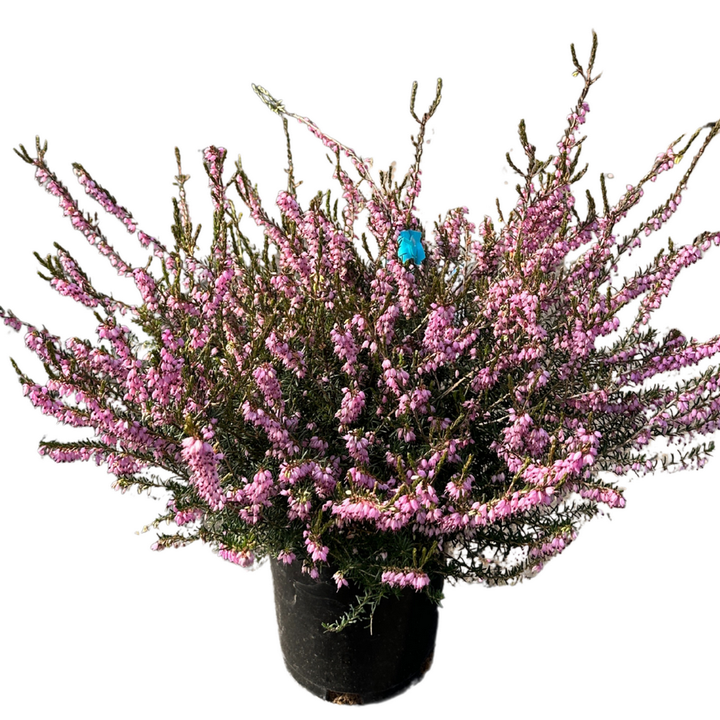 Mediterranean Pink Winter Heath