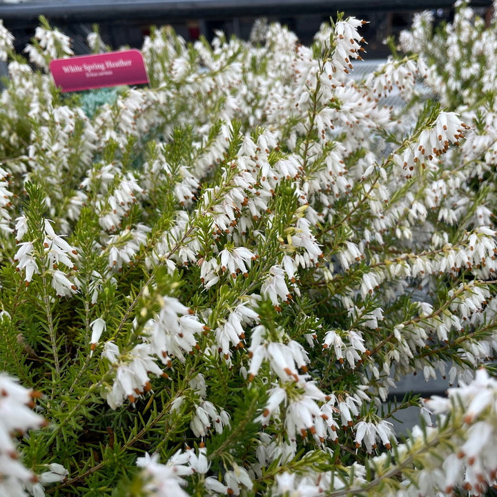 Mediterranean White Winter Heath