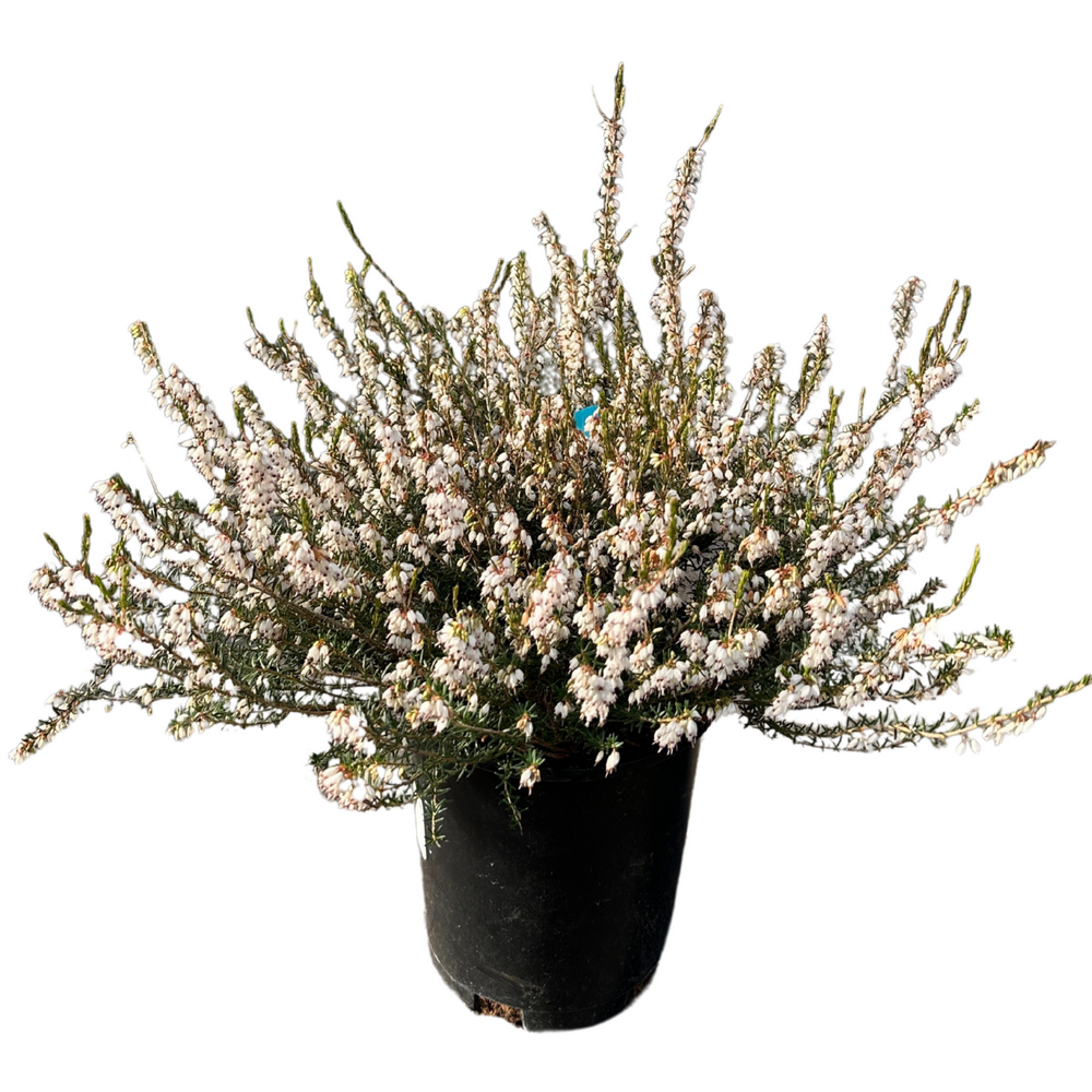 Mediterranean White Winter Heath