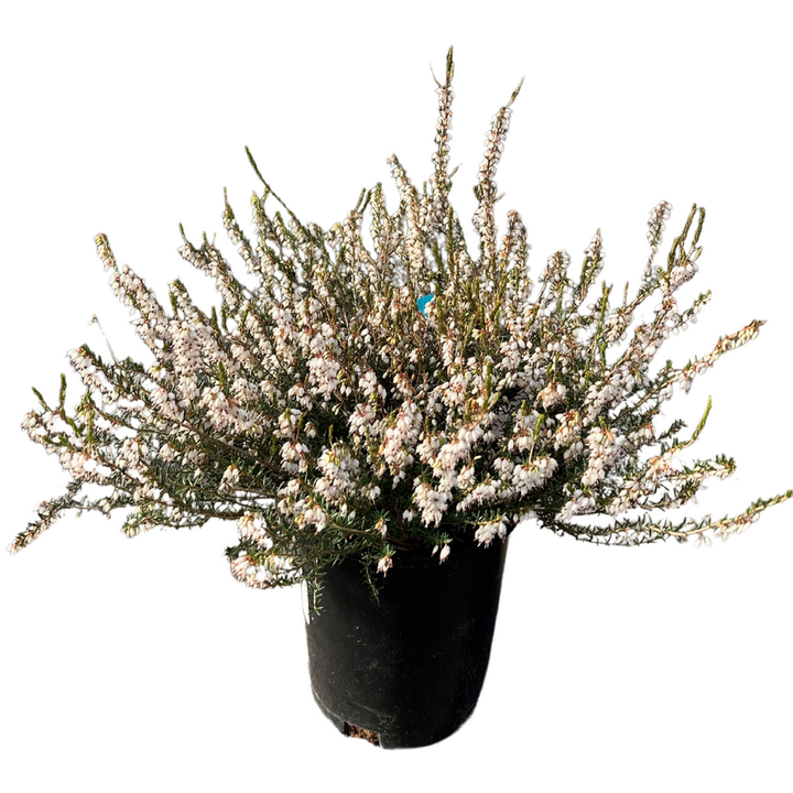Mediterranean White Winter Heath