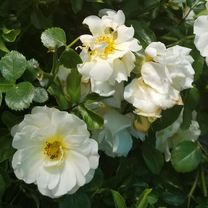 Popcorn Drift® Rose