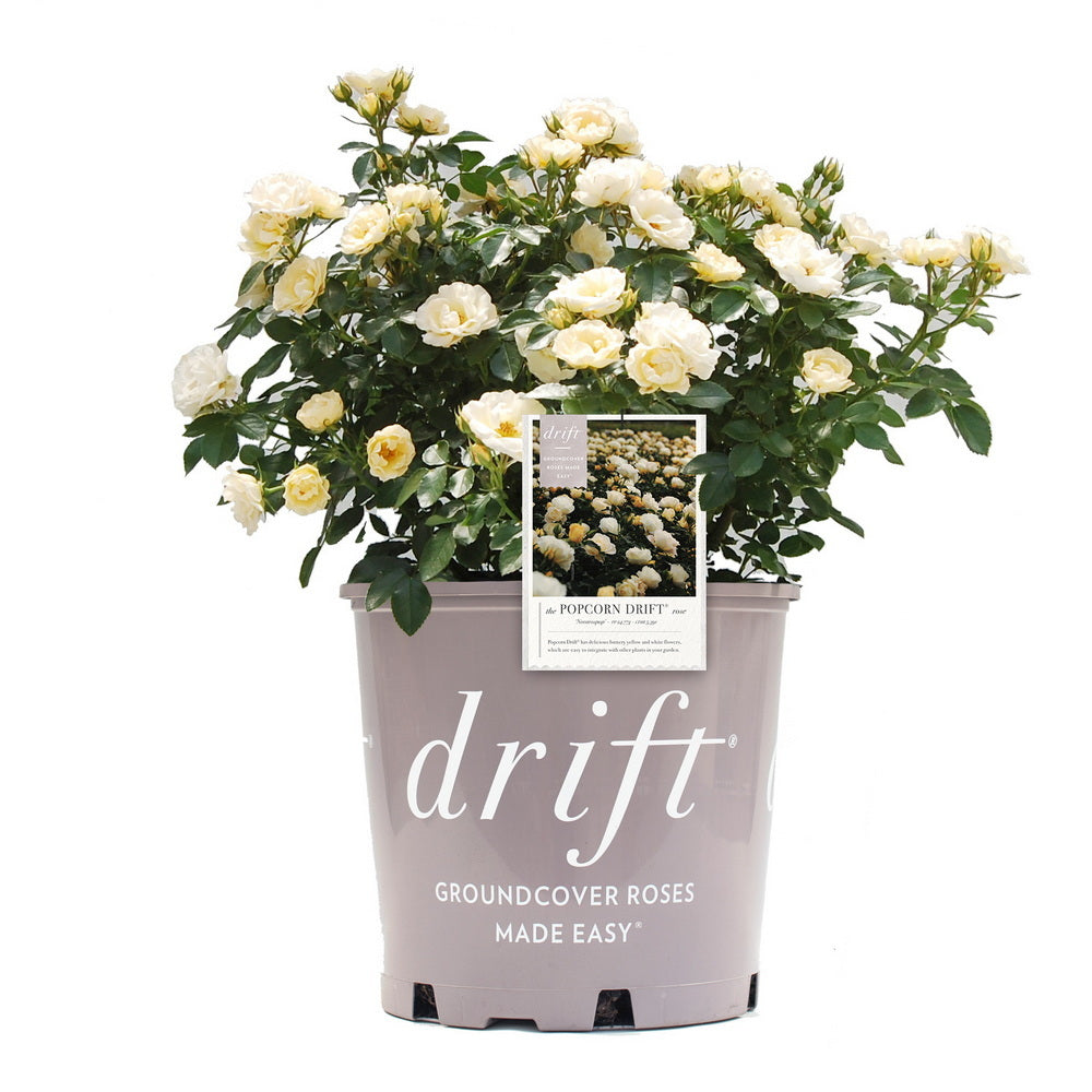 Popcorn Drift® Rose