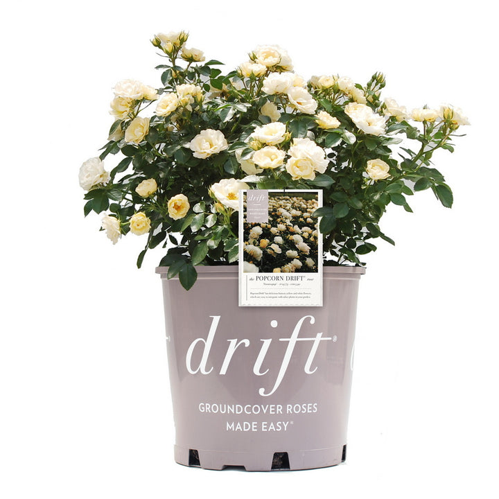 Popcorn Drift® Rose