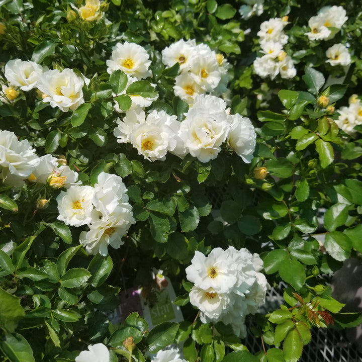 Popcorn Drift® Rose