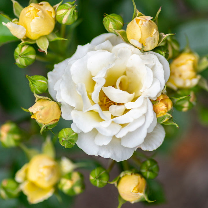 Popcorn Drift® Rose