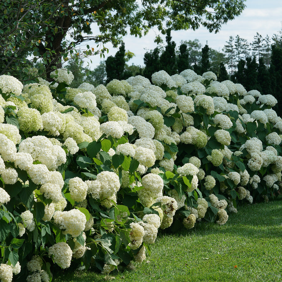 Incrediball® Smooth Hydrangea