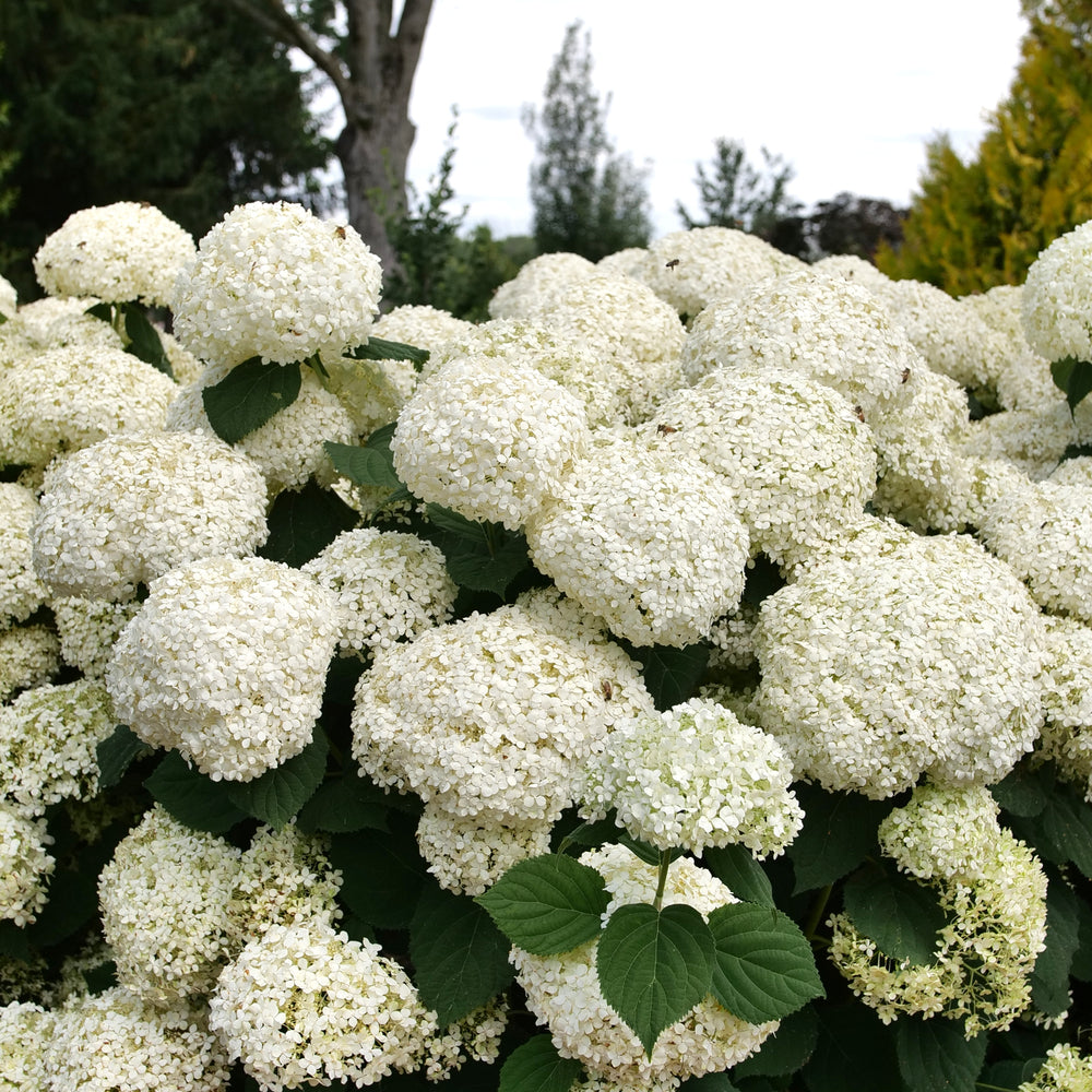 Incrediball® Smooth Hydrangea