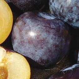 Santa Rosa Plum