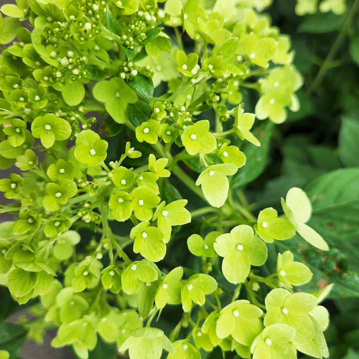Little Lime® Panicle Hydrangea