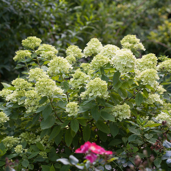 Little Lime® Panicle Hydrangea