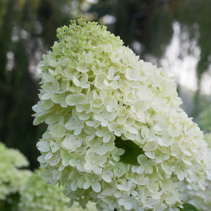 Little Lime® Panicle Hydrangea