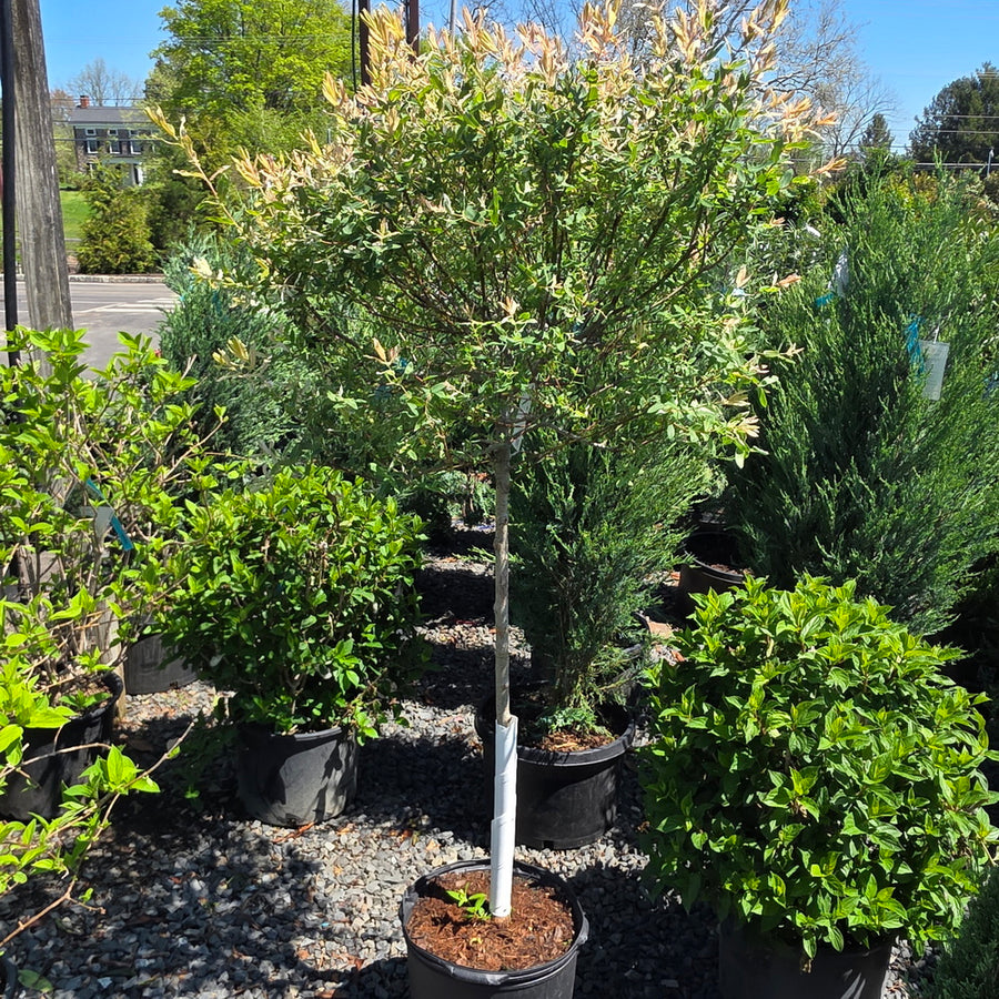 Dappled Willow - Tree Form