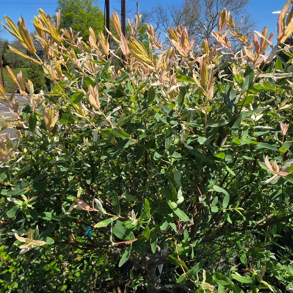 Dappled Willow - Tree Form