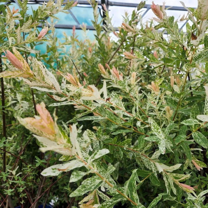 Dappled Willow - Tree Form