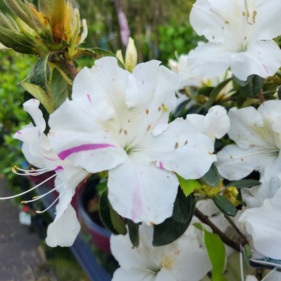 Autumn Lily® Encore Azalea