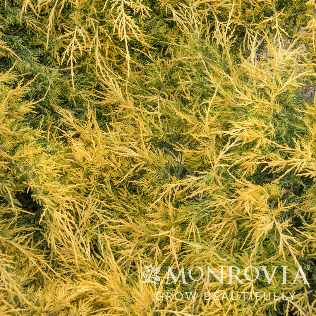 Casino Gold Juniper