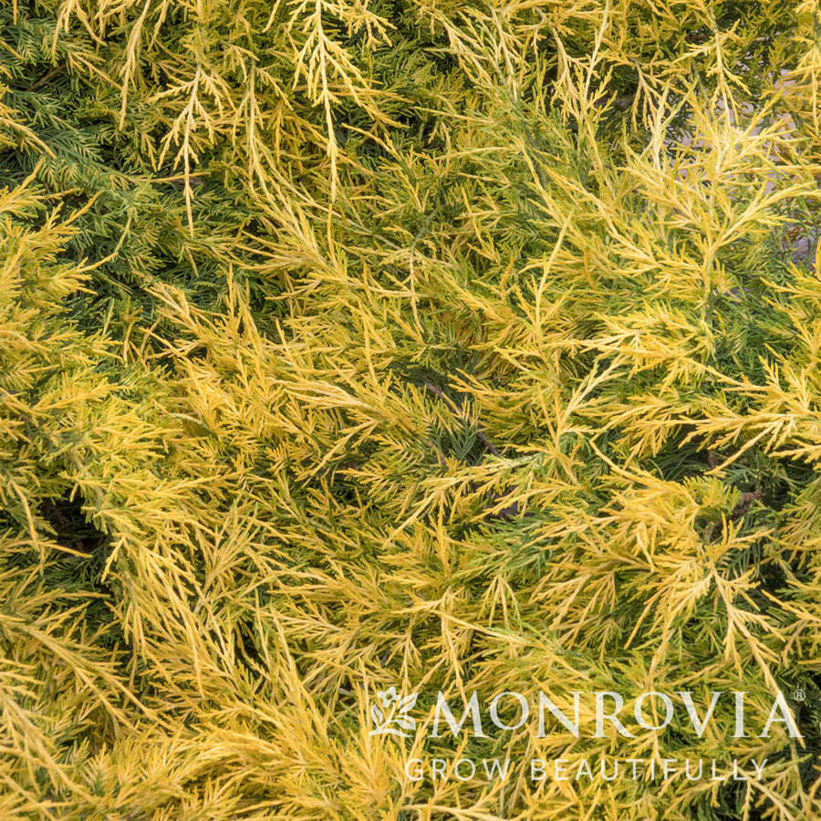 Casino Gold Juniper
