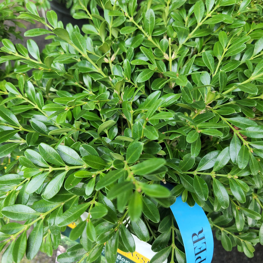 Franklins Gem Boxwood